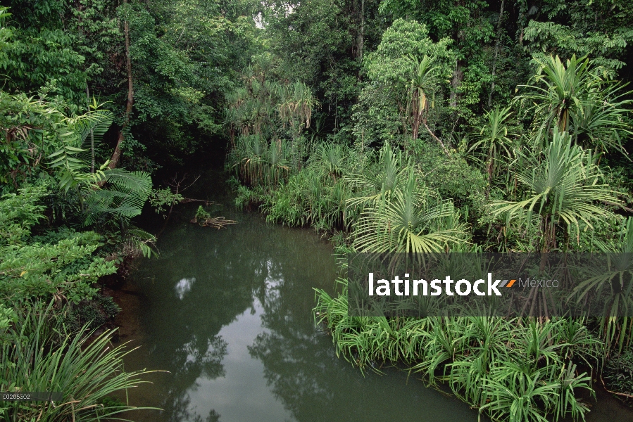 Leche a lo largo de canales de agua en las tierras bajas selva tropical densa, baja cuenca de Kikori