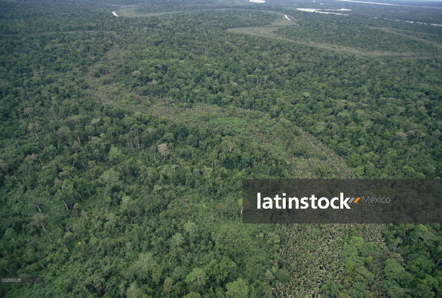 Rebrote de selva sobre el antiguo cauce del río, vista aérea de la región del Delta del río de Kikor