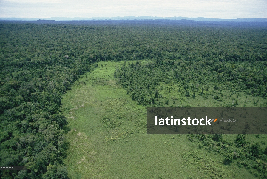 Rebrote de selva sobre el antiguo cauce del río, vista aérea de la región del Delta del río de Kikor