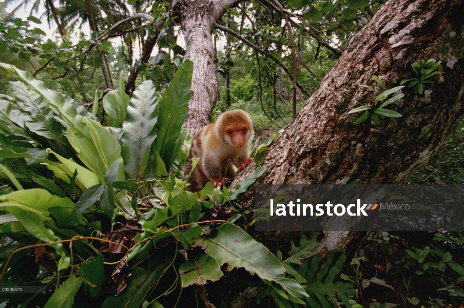 Jóvenes de cuscús manchado (Spilocuscus maculatus) cola corta cerca de la aldea de Kivaumai, Papua N