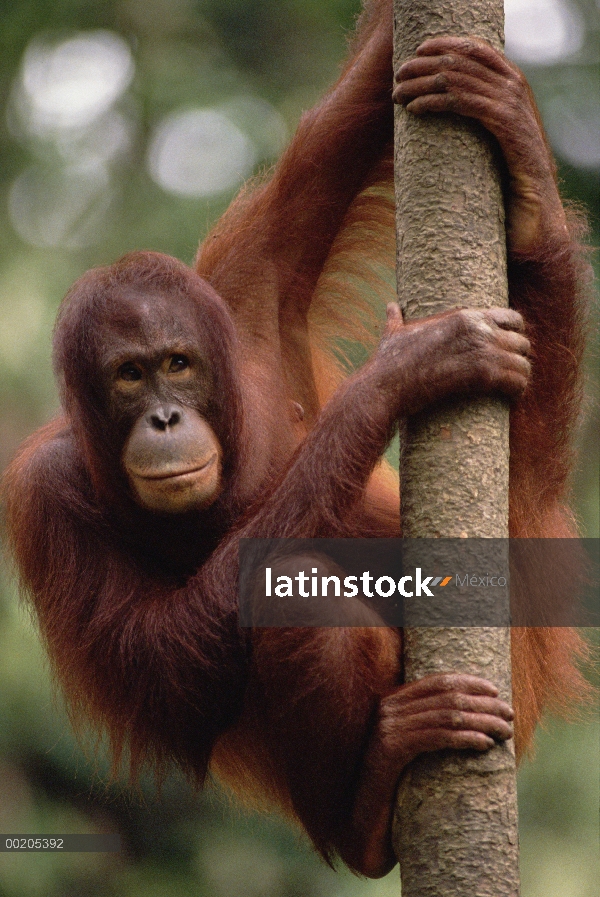 Orangután (Pongo pygmaeus) colgado de árbol en la selva tropical, reserva forestal de Sepilok, Sabah