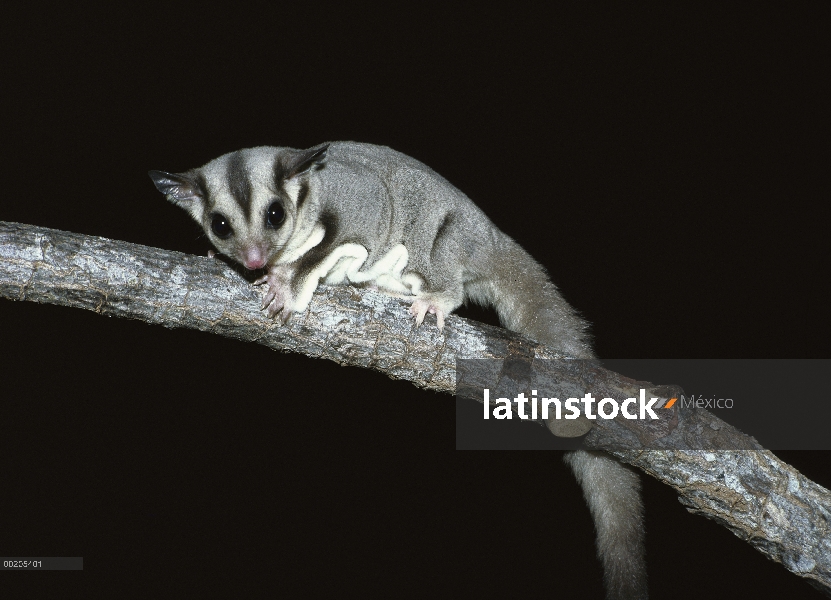 Planeador del azúcar (Petaurus breviceps), nativo de Nueva Guinea y Australia