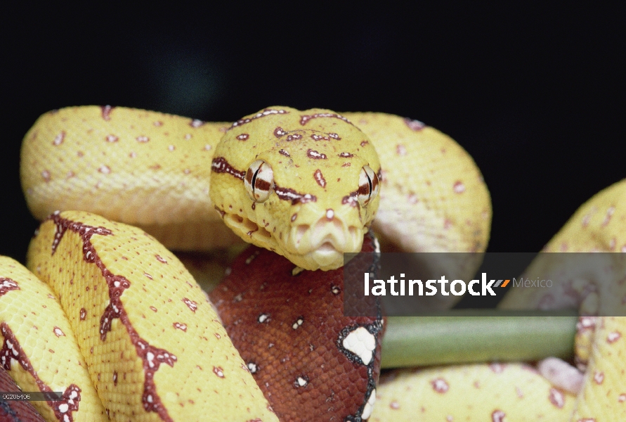 Juvenil de Green Tree Python (Chondropython viridis), Papua Nueva Guinea