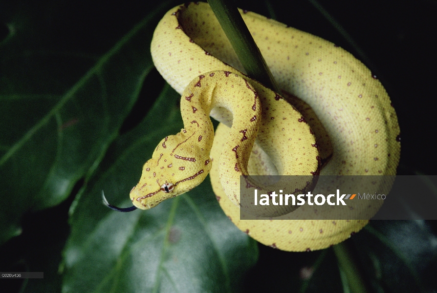 Green Tree Python (Chondropython viridis) juvenil desenrollar, Papua Nueva Guinea