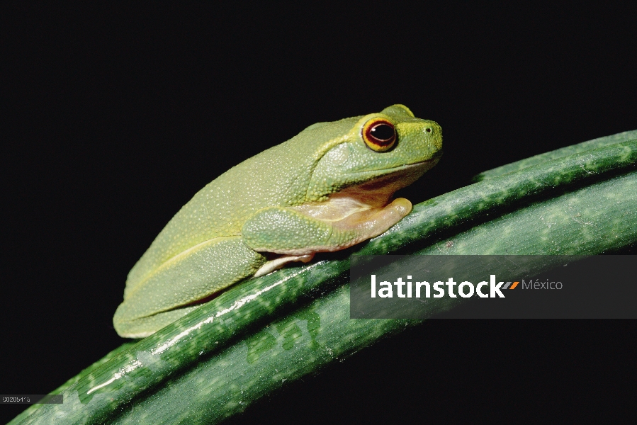 Delicada Tree Frog (Litoria gracilenta), Parque Nacional de Daintree, Queensland, Australia