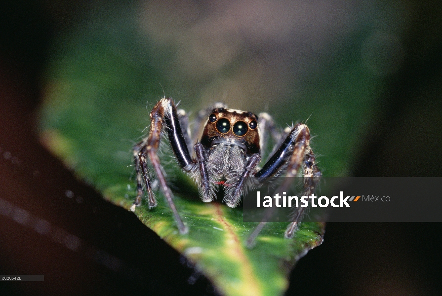 Jumping Spider (Plexippus paykulli) en la hoja, vista frontal, Kikori Delta, Papua Nueva Guinea