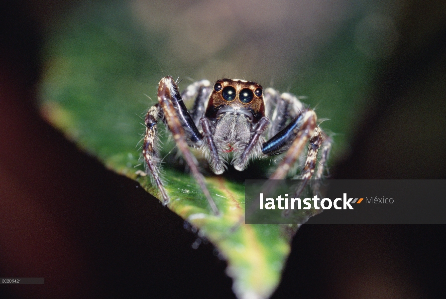 Saltar araña (Plexippus paykulli) están en la hoja, vista frontal, Kikori Delta, Papua Nueva Guinea