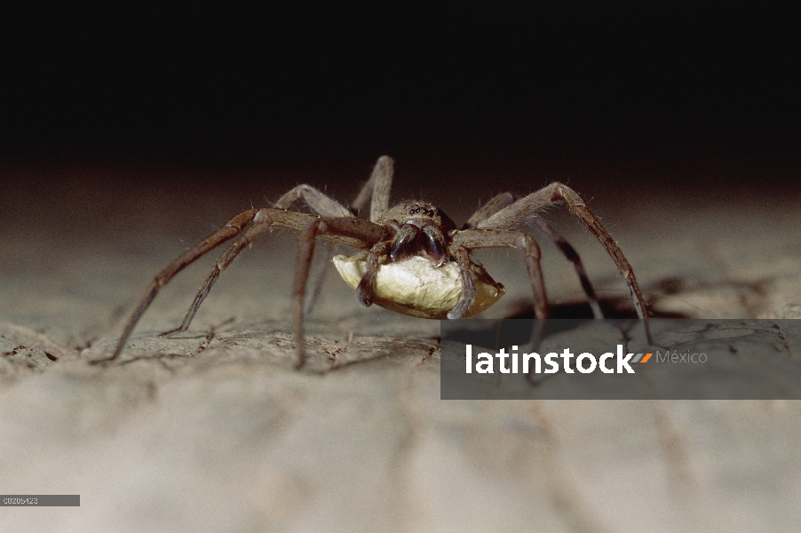 Lobo araña (Lycosidae) con saco de huevo, provincia del Golfo de Papua Nueva Guinea