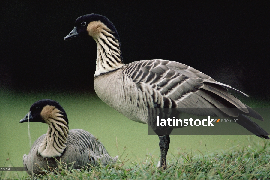 Par de Nene (Branta sandvicensis), restringida a islas hawaianas