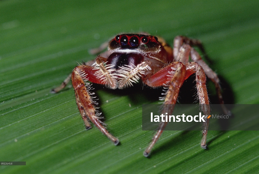 Jumping Spider (Salticidae), Valle de Waipio, isla de Hawai