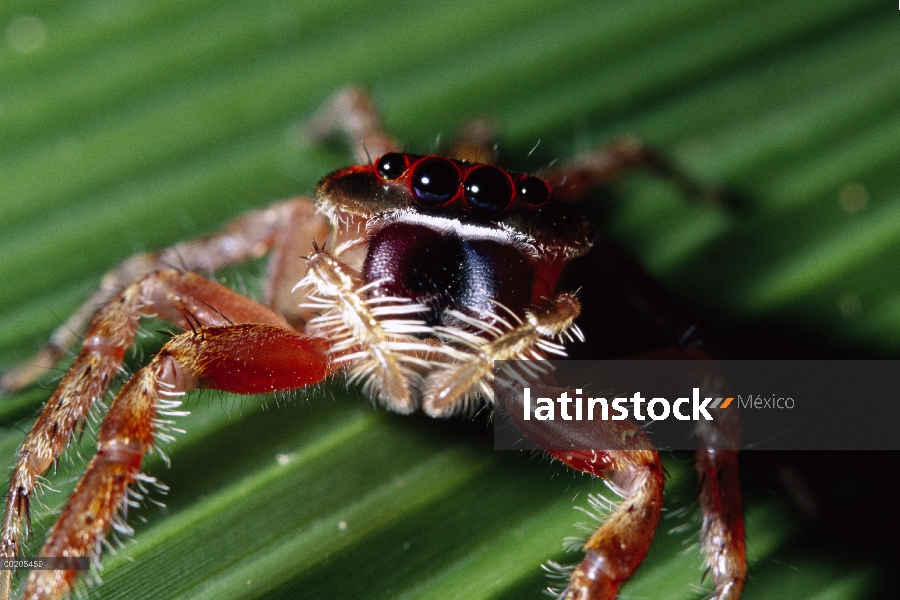 Saltar el retrato de la araña (Salticidae), importados a las islas hawaianas