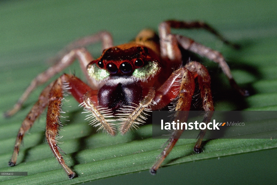 Saltar el retrato de la araña (Salticidae), cierre arriba, Valle de Waipio, isla de Hawai