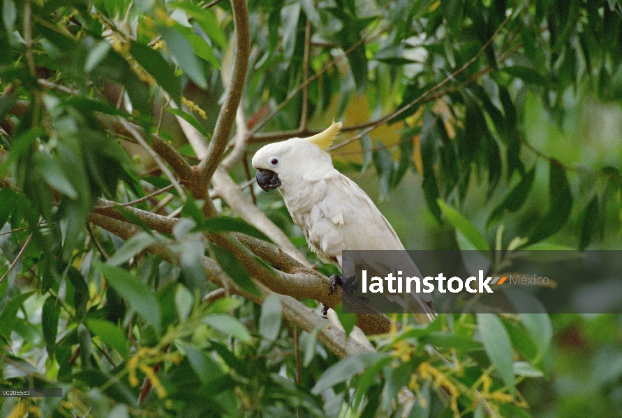 Azufre Crestado cacatúa (Cacatua galerita) posada en el árbol, Australia