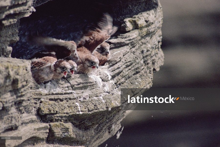 Cría de Cernícalo australiano (Falco cenchroides) en el nido sobre acantilado, colina de la torre, E