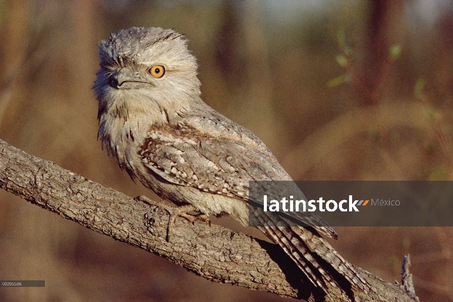 Bosques áridos de Tawny Frogmouth (Podargus strigoides), norte de Australia