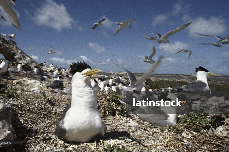 Gran sitio de anidación Crestado-Tern (Sterna bergii), Australia del sur