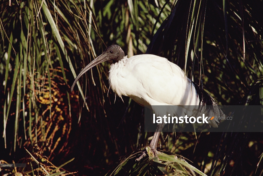 Paja-necked Ibis (Threskiornis spinicollis) perchado en la rama, rodeado de vegetación, Australia