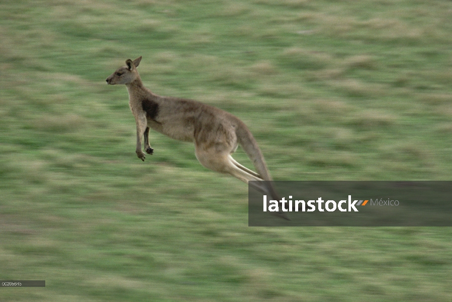 Canguro gris oriental (Macropus giganteus) saltando a través de campo de la pradera, Australia