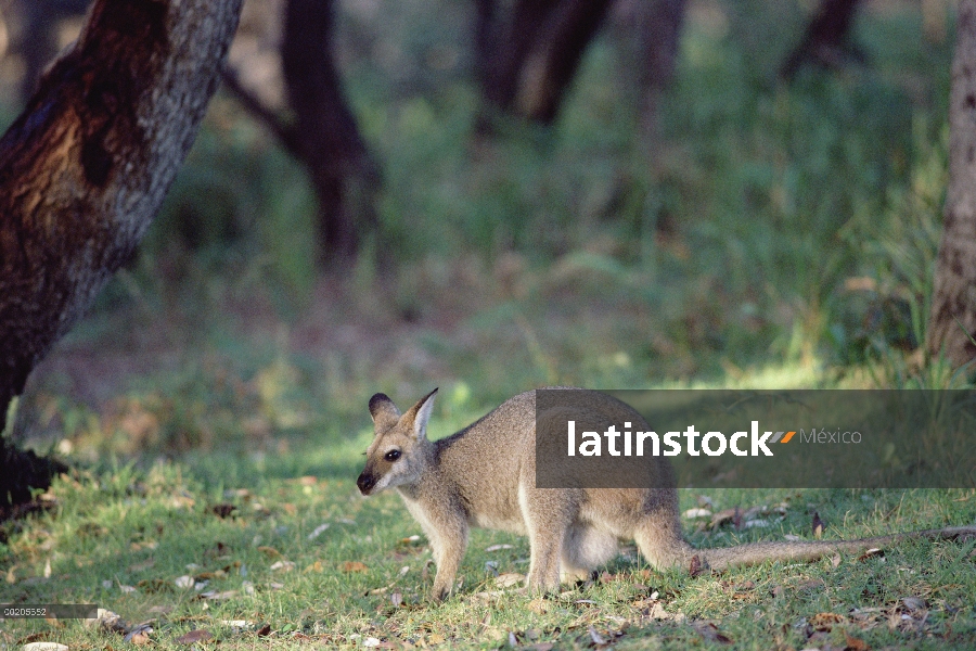 Retrato de Wallaby (Macropus parryi) BATONAS, suroriental Australia