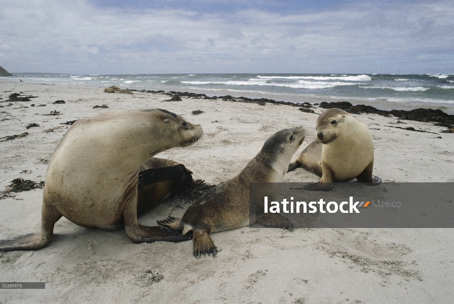 León marino australiano (Neophoca cinerea) madre y cachorros, Isla Canguro, Australia