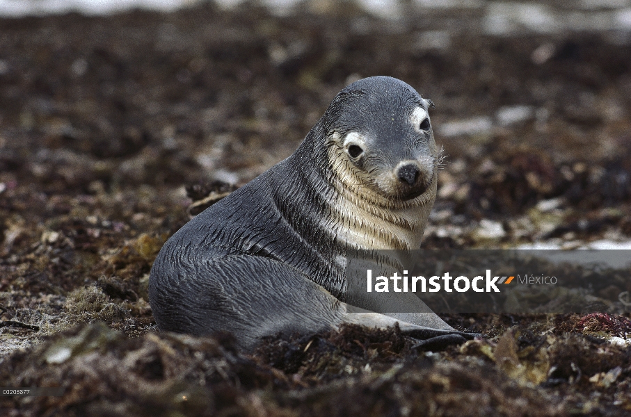 Cachorro de León marino australiano (Neophoca cinerea) en alga marina, Isla Canguro, Australia