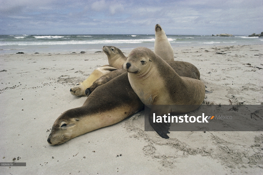 León marino australiano (Neophoca cinerea) grupo descansando en la playa, Isla Canguro, Australia