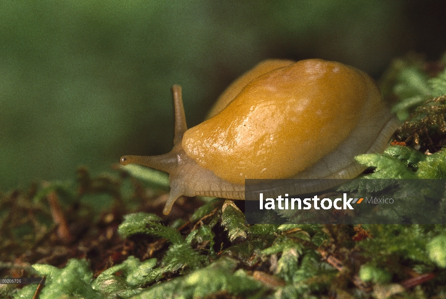 Banana Slug (columbianus de Ariolimax) amarillo morph, Mount Hood bosque nacional, Oregon