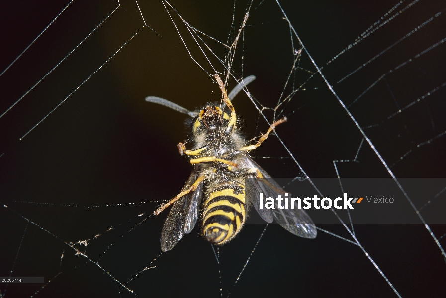 Avispas (Vespidae) atrapados en la tela de araña, América del norte