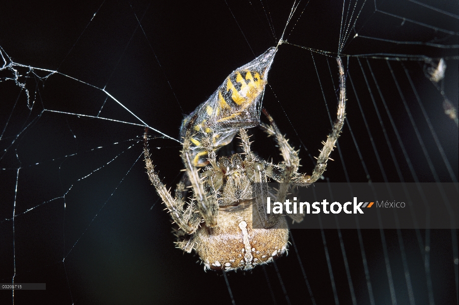 Araña de jardín (Araneus diadematus) envolviendo el avispa presa en seda de la web, América del nort