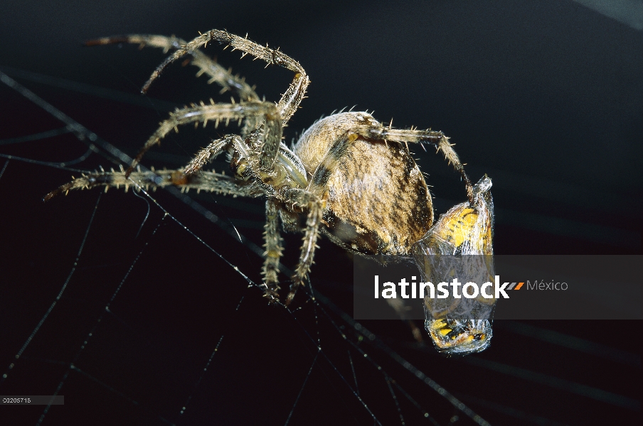 Araña de jardín (Araneus diadematus) envolviendo el avispa presa en seda de la web, América del nort