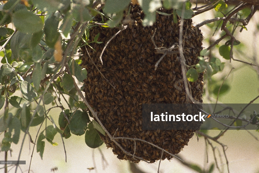 Masa de abejas (Apis mellifera) en colmenas de América del norte, de la miel