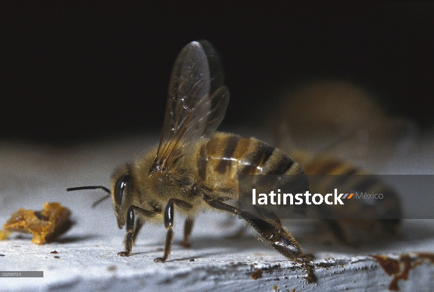 Miel par de abeja (Apis mellifera) fanning alas, América del norte