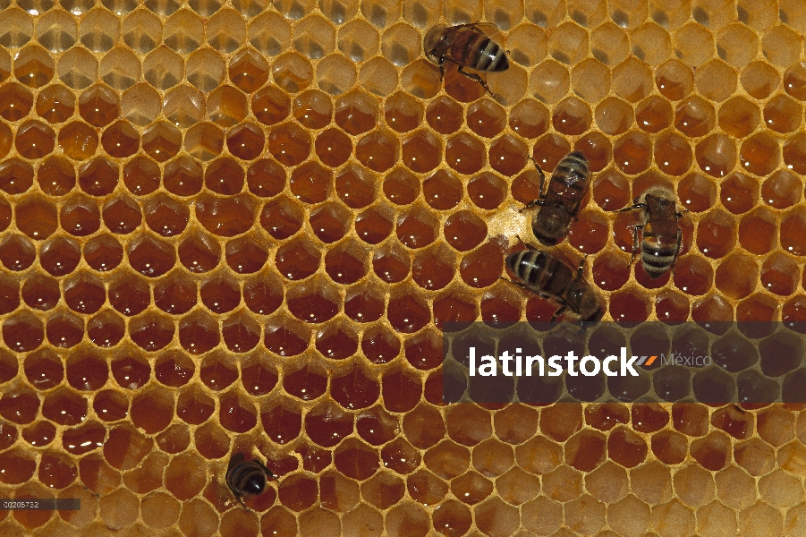 Grupo de la abeja (Apis mellifera) alimentándose de América del norte en forma de panal, la miel