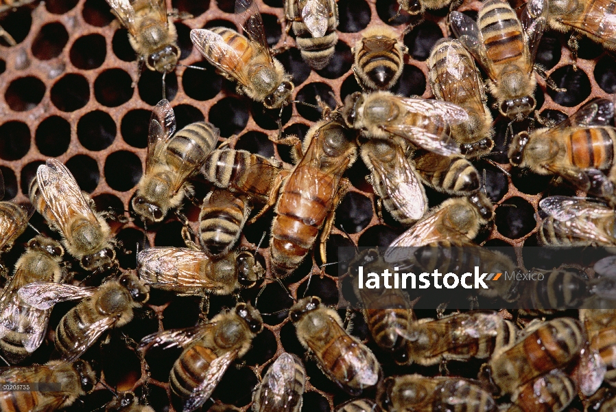 Grupo de la abeja (Apis mellifera) con Reina en América del norte en forma de panal, la miel