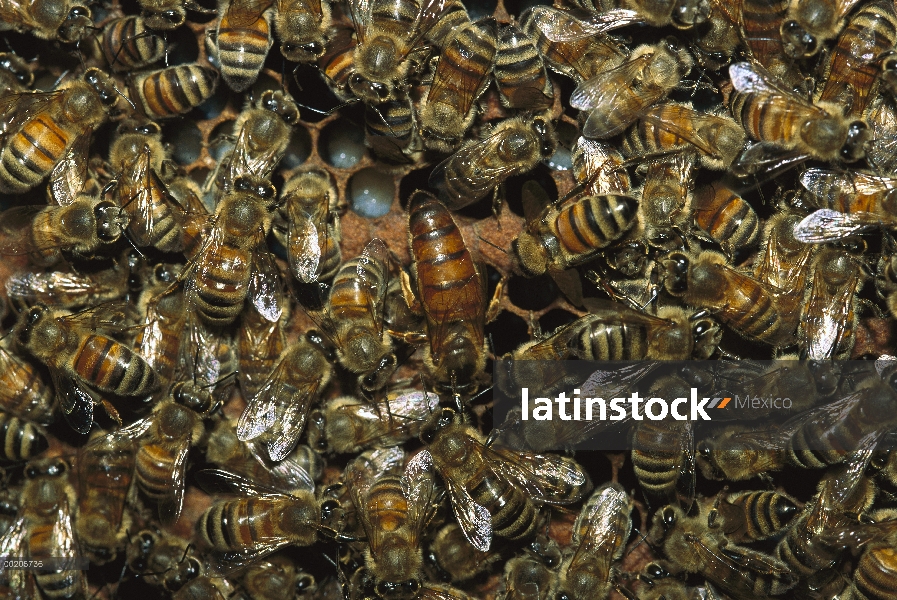 Miel de abeja (Apis mellifera) enjambre circundante reina en la colmena, América del norte