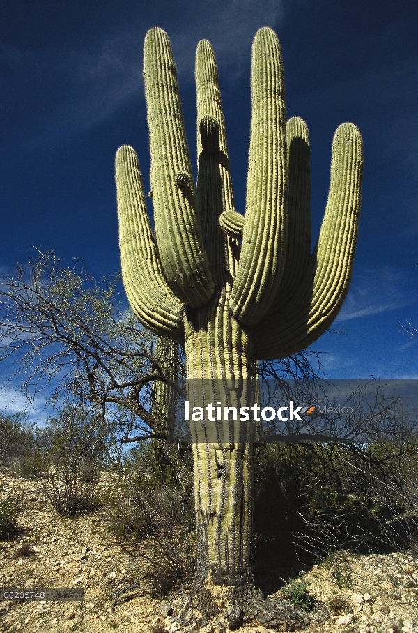 Cactus Saguaro (Carnegiea gigantea), desierto de Sonora, Arizona