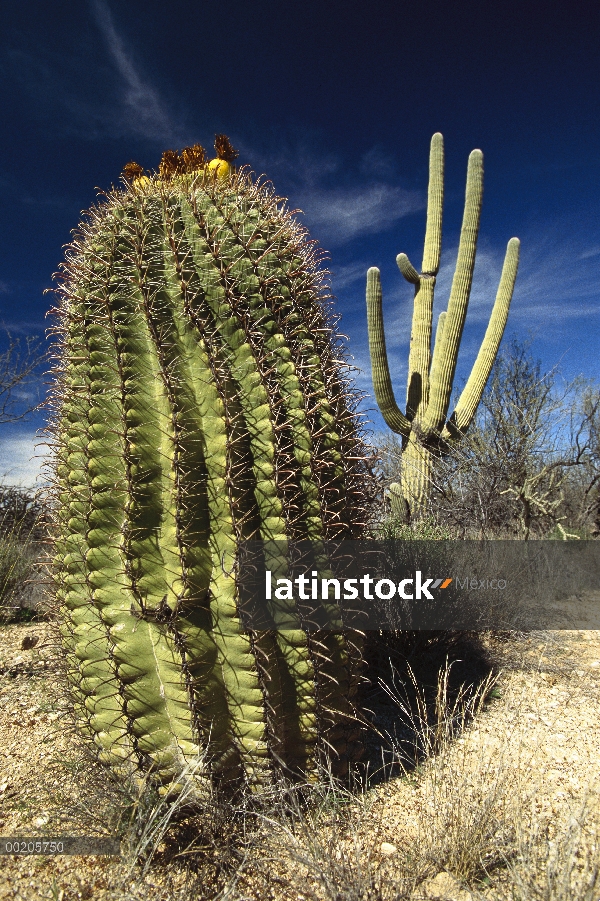 Sahuaro (Carnegiea gigantea) con anzuelo Cactus barril (Ferocactus wislizenii) en primer plano, desi