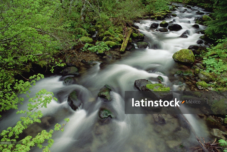 Hojas de primavera vid Arce sobre Still Creek, templado lluvioso, Mt Hood bosque nacional, Oregon