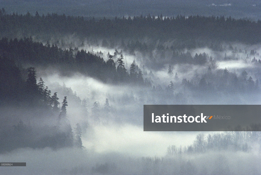 Niebla de la mañana cubriendo Queets River Valley, Parque Nacional Olympic, Washington