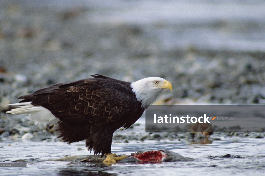 Águila calva (Haliaeetus leucocephalus) alimentándose de salmón, conservar el Chilkat Bald Eagle, Al