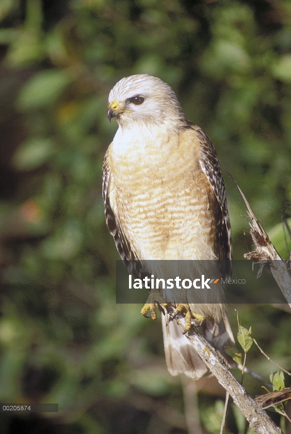 Retrato de Hawk (Buteo lineatus) rojo de hombros, sur de la Florida