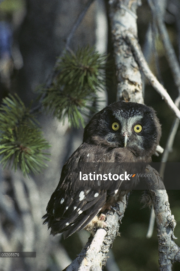 Buho boreal (Aegolius funereus) posado en árboles, América del norte