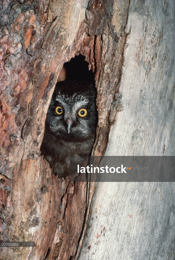 Boreal fuera mira Búho (Aegolius funereus) de nido en el tronco del árbol, América del norte