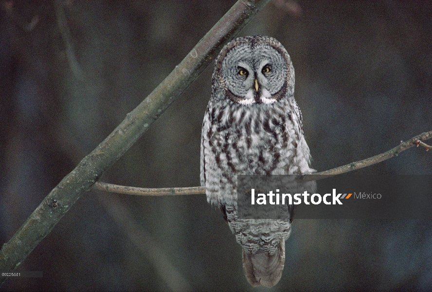 Gran retrato de Gray Owl (Strix nebulosa), América del norte