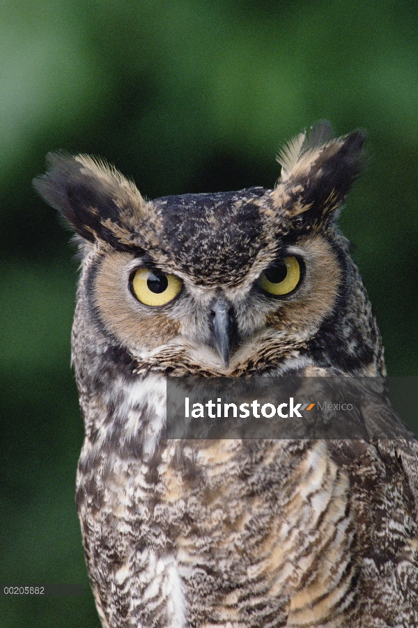 Retrato de primer plano Great Horned Owl (Bubo virginianus), América del norte