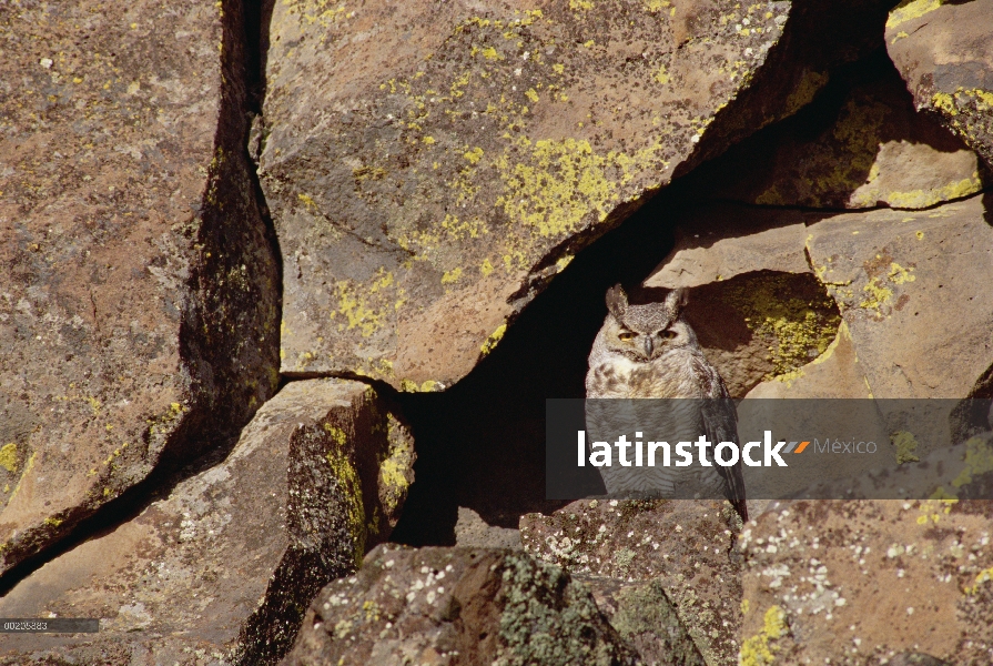 Gran Horned Owl (Bubo virginianus) en la Cala de rocas, América del norte