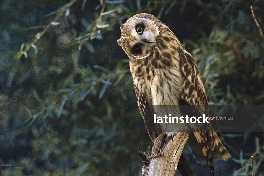 Short-eared Owl (Asio flammeus) retrato cabeza montado a un lado, América del norte