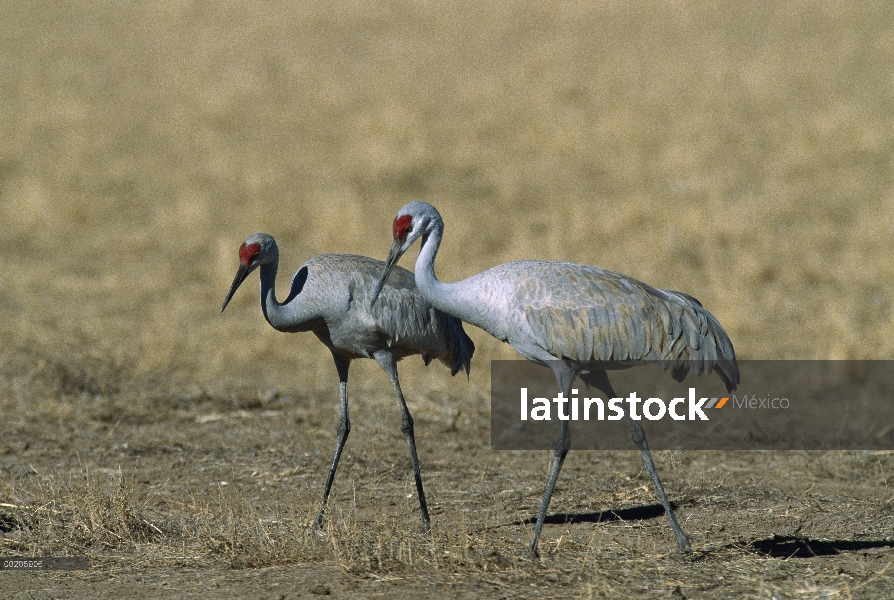 Par de Sandhill Crane (Grus canadensis), Bosque del Apache National Wildlife refugio, Nuevo México