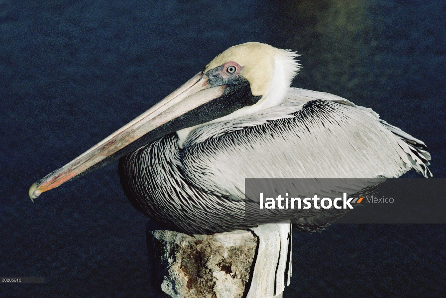 Retrato de Pelícano Pardo (Pelecanus occidentalis) sentado en el poste, América del norte