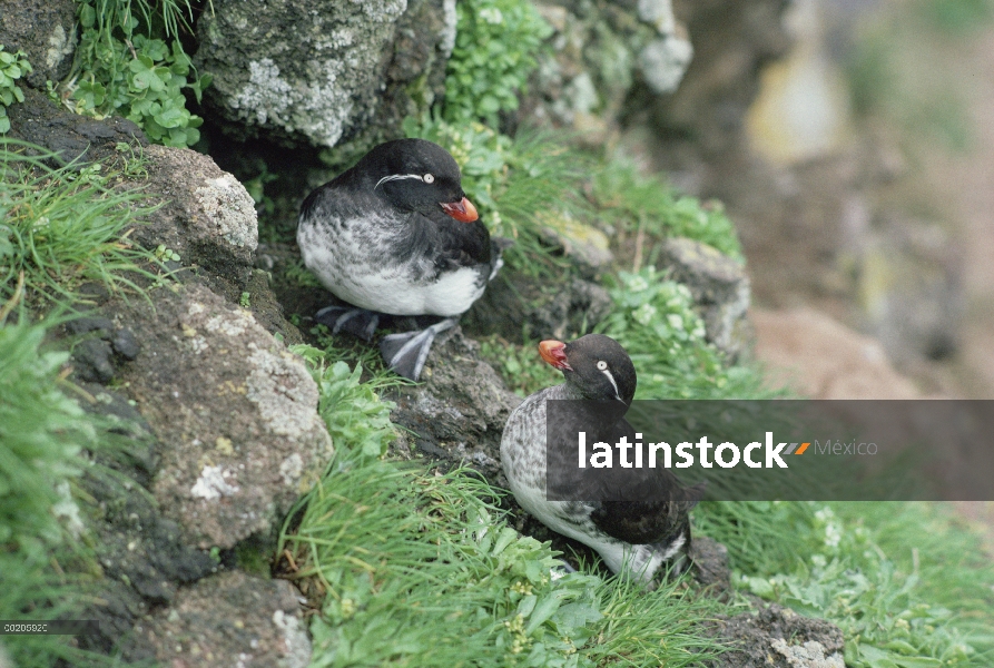 Par de bigotuda (psittacula Cyclorrhynchus) Perico en acantilado, St. Paul Island, Islas de Pribilof